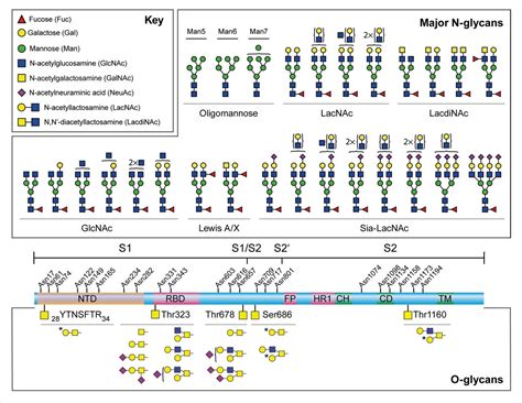 Sars Cov 2 Spike Protein Recognized By Innate Immune Receptors In A