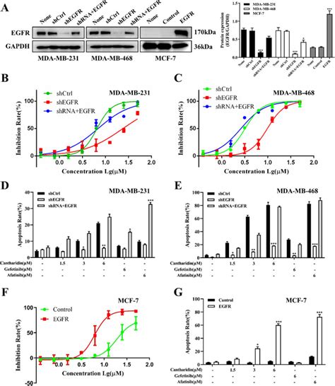 Cantharidin Induces Apoptosis Of Human Triple Negative Breast Cancer