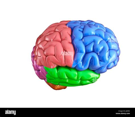 Ilustración de la anatomía del cerebro humano Fotografía de stock Alamy