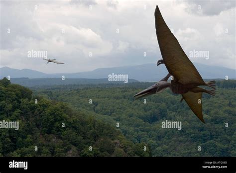 Pteranodon Hi Res Stock Photography And Images Alamy