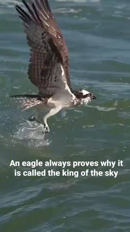 Eagle The King Of Sky Sharpen You Skills Keep Learning Training