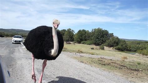 Funny Ostrich Youtube