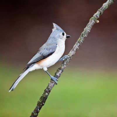 Top 20 Backyard Birds in Virginia (Free ID Charts) - Bird Advisors