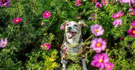 Can I give my dog Claritin for allergies? | FirstVet