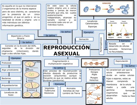 Mapas Conceptuales De La Reproducción Asexual 【descargar】