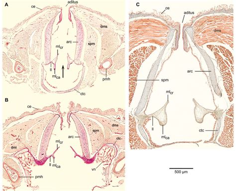 Vocal Ligament Histology