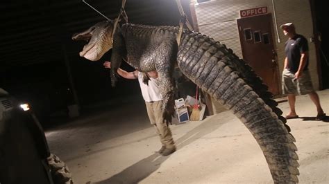 792 Pound Alligator Breaks State Hunting Record In Mississippi NBC News