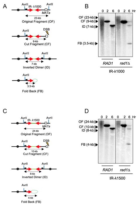 Single Strand Annealing Between Inverted Dna Repeats Pathway Choice