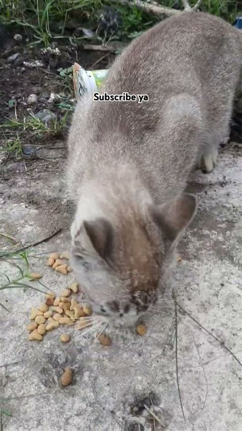 Memberi Makan Kucing Kucing Abu Abu BerMata Abu Abu Kucing Cat