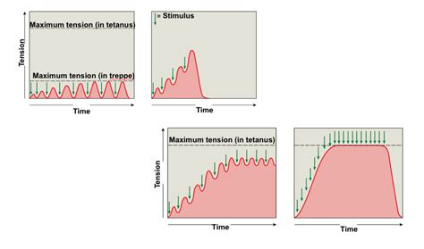 Wave Summation In Muscles