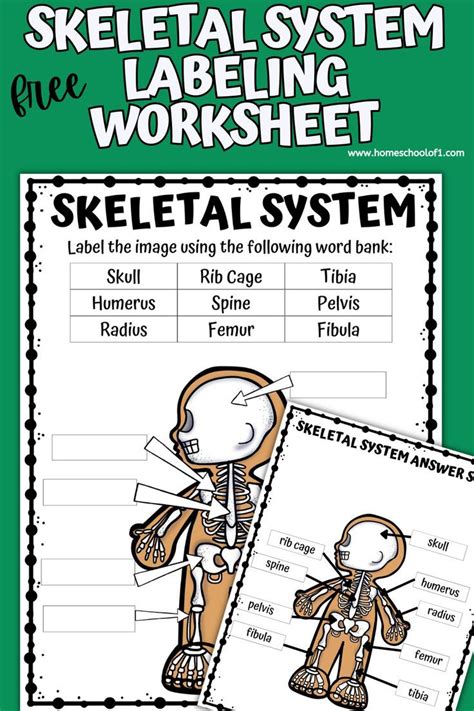 Free Skeletal System Labeling Worksheet Skeletal System Worksheet Body Systems Worksheets