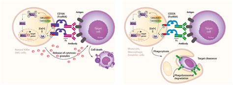 ADCC & ADCP | Cellular assay | InvivoGen