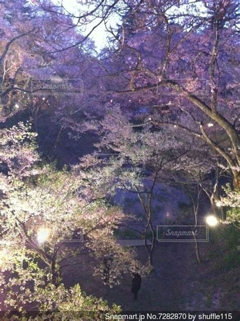 ライトアップされた夜桜の写真・画像素材[7282870] Snapmart（スナップマート）