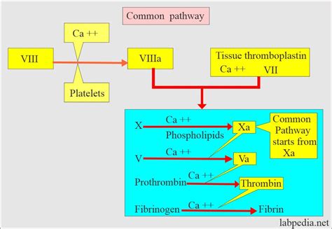 Blood Coagulation Pathway