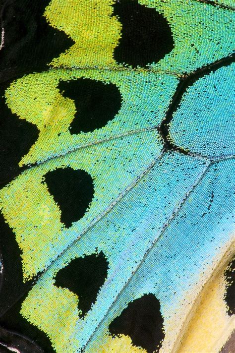 Birdwing Butterfly Wing Close Up Photograph By Darrell Gulin Butterfly