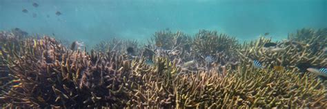 ‘worst I Have Seen 75 Of Great Barrier Reef Suffers Coral Bleaching