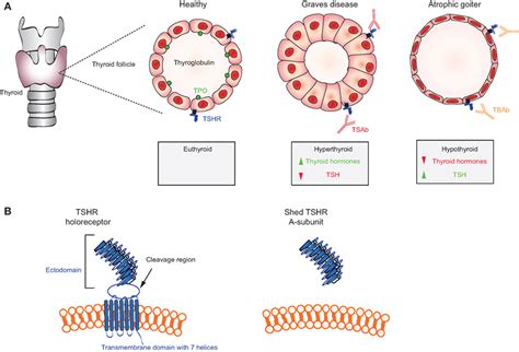 Frontiers Mechanisms Of Autoantibody Induced Pathology