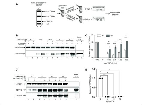 Tar Dna Binding Protein 43 Kda Tdp 43 Is Substrate Of Chaperone