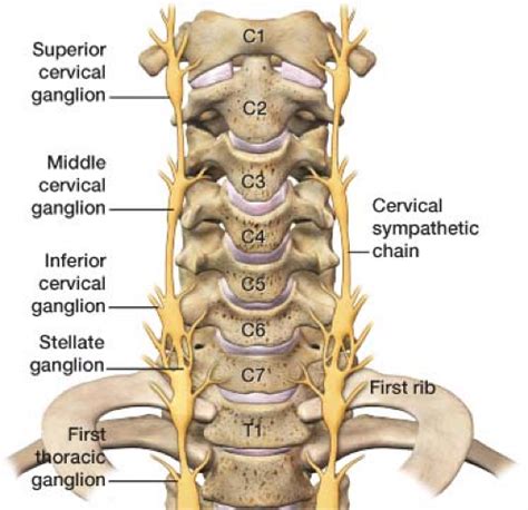 Ganglion Impar Anatomy