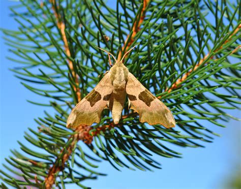 Moths Flickr