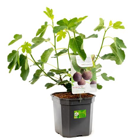 Ficus Carica Brown Turkey Vijg