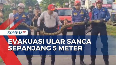 Detik Detik Petugas Damkar Evakuasi Ular Sanca Sepanjang Meter Di