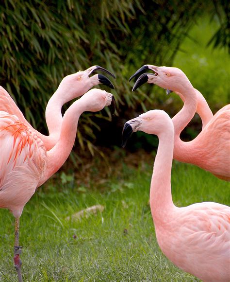 Royalty Free Photo Flamingo Herd On Grass Field During Day Time Pickpik