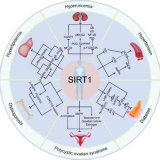 The Relationship Between Sirt And Endocrine And Metabolic Diseases