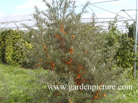 Hippophae; Buckthorn, Sea; Fructus Hippophae; Sea Buckthorn