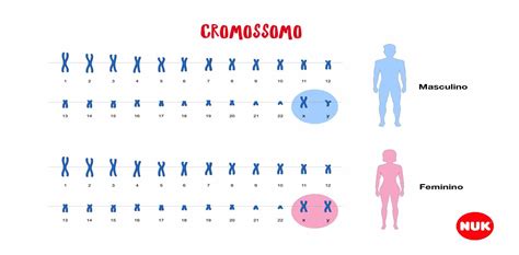 No Homem Quantos Cromossomos Possui Uma Célula Diploide