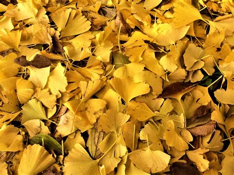 Pohon Ginkgo Ginko Daun Foto Gratis Di Pixabay Pixabay