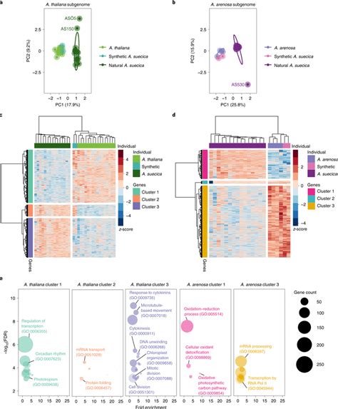 Differential Gene Expression Analysis In A Suecica Patterns Of