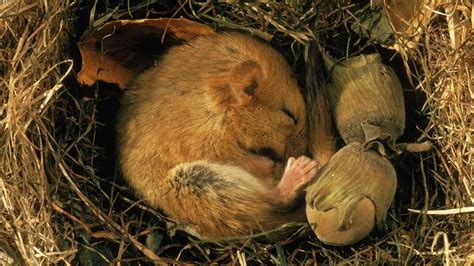 Animals That Hibernate Surprising Hibernate Animals List In The World