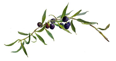 Free Olive Branch, Download Free Olive Branch png images, Free ClipArts ...