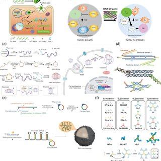 Rna Nanostructure Functionalization For Tumor Therapy A Rna Dna