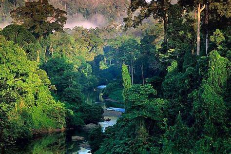 Biboca Ambiental Floresta Amaz Nica A Majestade Equatorial