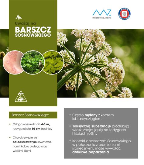 Barszcz Sosnowskiego Powiatowa Stacja Sanitarno Epidemiologiczna We