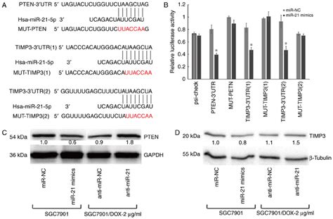 Pten And Timp3 Are Targets Of Mir 21 5p A The 3 Utrs Of Pten And