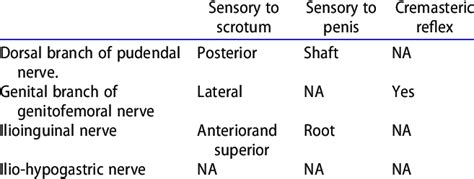 Nerve Innervation To The Scrotum And Penis Download Scientific Diagram