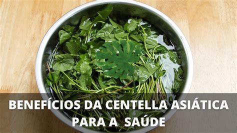 Benefícios da Centella Asiática para a saúde YouTube