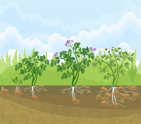 Cycle De Croissance De Plante De Pomme De Terre Illustration De Vecteur Illustration Du