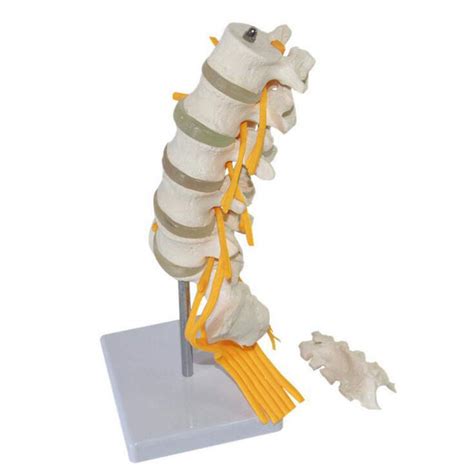 Buy Xyxz Anatomy Model Life Size Human Spine Model Cervical