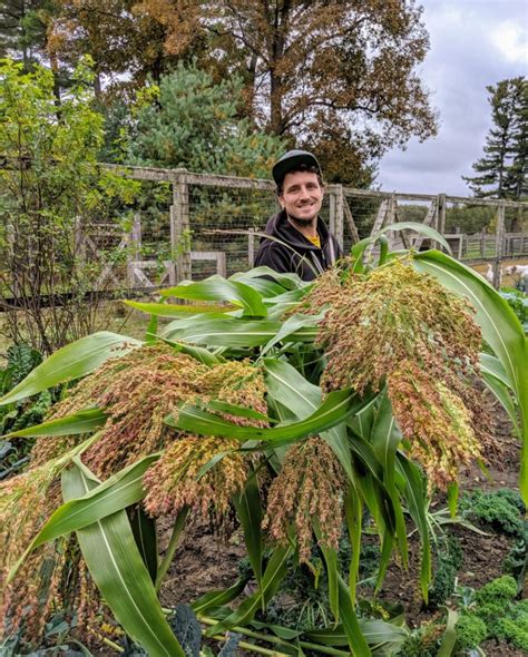 Harvesting Broom Corn - The Martha Stewart Blog