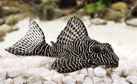 Common Pleco Hypostomus Plecostomus Ultimate Care Guide Fish