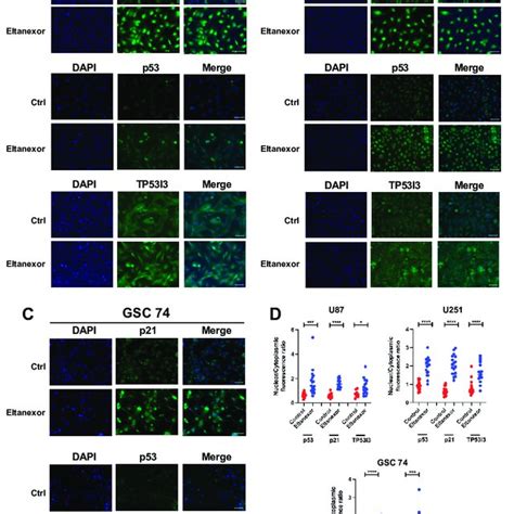 Immunofluorescence Of U87 A And U251 B Cells For CDKN1A P53 And