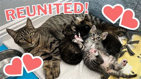 Mama Cat Reunited With Kittens After Weeks Apart YouTube