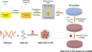 Silk Fibroin Nanofibrous Scaffolds Incorporated With MicroRNA 222