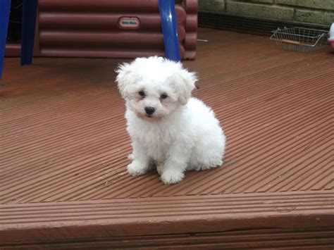 63 Bichon Frise Mixed With A Shih Tzu L2sanpiero