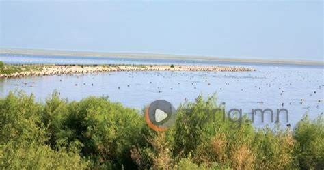 БОАЖЯ: Буйр нуурын мөнгөлөг хэлтэг загас өвчилж хорогдоод байна