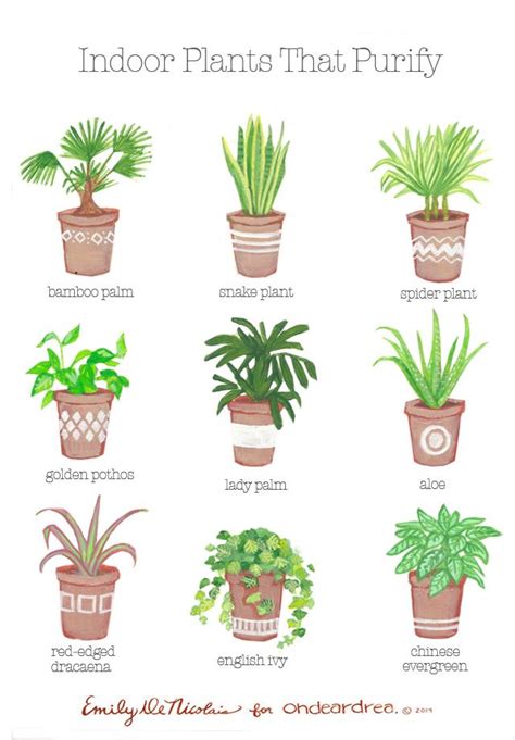 Simple Natural Living The Best Air Purifying Plants For Your Home